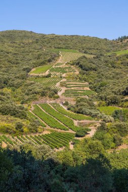 Roquebrun 'daki Haut-Languedoc Bölgesel Parkı' ndaki Hameau de Ceps 'deki Kürenin etrafındaki dağlar ve üzüm bağları