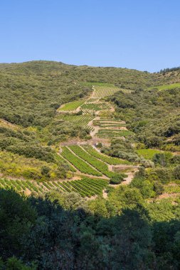 Roquebrun 'daki Haut-Languedoc Bölgesel Parkı' ndaki Hameau de Ceps 'deki Kürenin etrafındaki dağlar ve üzüm bağları