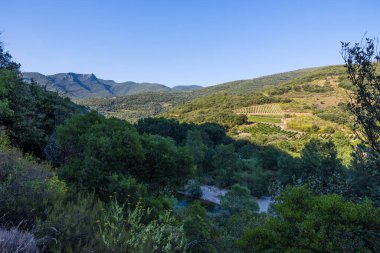 Roquebrun 'daki Haut-Languedoc Bölgesel Parkı' ndaki Hameau de Ceps 'deki Kürenin etrafındaki dağlar ve üzüm bağları