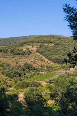 Roquebrun 'daki Haut-Languedoc Bölgesel Parkı' ndaki Hameau de Ceps 'deki Kürenin etrafındaki dağlar ve üzüm bağları