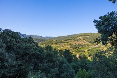 Roquebrun 'daki Haut-Languedoc Bölgesel Parkı' ndaki Hameau de Ceps 'deki Kürenin etrafındaki dağlar ve üzüm bağları
