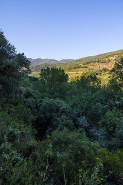 Roquebrun 'daki Haut-Languedoc Bölgesel Parkı' ndaki Hameau de Ceps 'deki Kürenin etrafındaki dağlar ve üzüm bağları