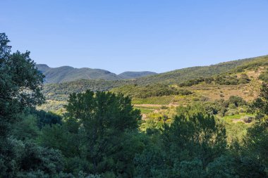 Roquebrun 'daki Haut-Languedoc Bölgesel Parkı' ndaki Hameau de Ceps 'deki Kürenin etrafındaki dağlar ve üzüm bağları