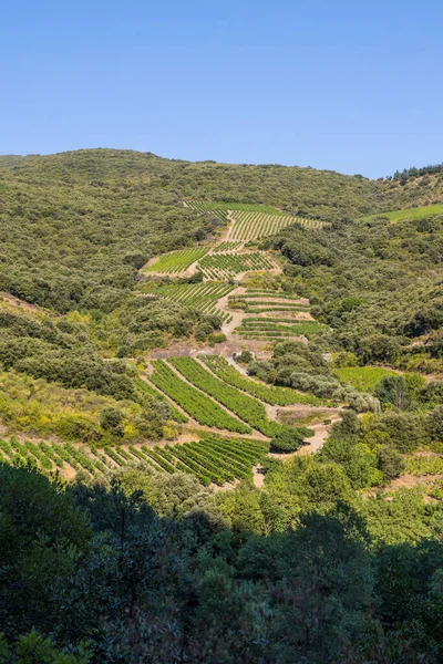 Góry Winnice Wokół Orb Hameau Ceps Roquebrun Regionalnym Parku Naturalnym — Zdjęcie stockowe