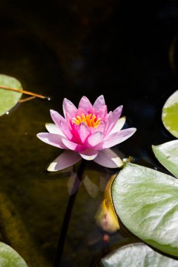 Akdeniz 'in Roquebrun Bahçesinde Pembe Nilüfer.