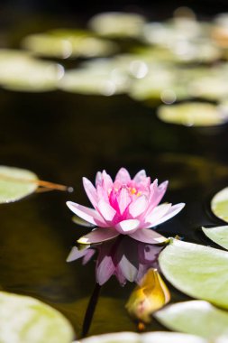 Akdeniz 'in Roquebrun Bahçesinde Pembe Nilüfer.
