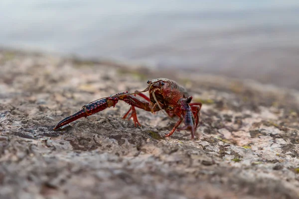 サラゴ湖の端にあるルイジアナ ザリガニ Procambarus Clarkii — ストック写真