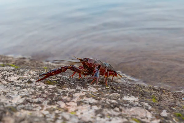 Louisiana kerevitleri (Procambarus Clarkii) Salagou Gölü kıyısında