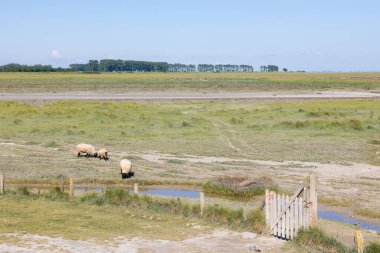 Mont Saint-Michel yakınlarındaki tuzlu çayır kuzuları