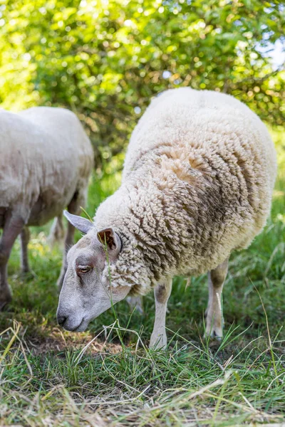 Schafe Auf Einem Feld Mit Hohem Gras Und Apfelbäumen Normannischen — Stockfoto