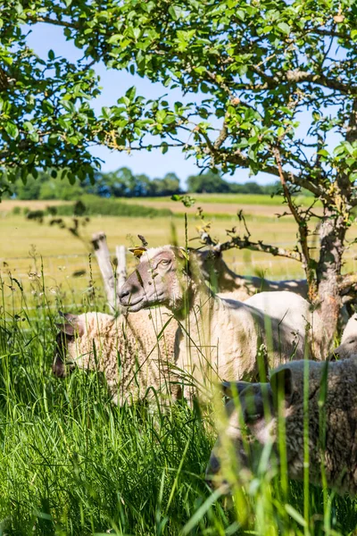 Sheep Field Tall Grass Apple Trees Norman Bocage — Stock Photo, Image