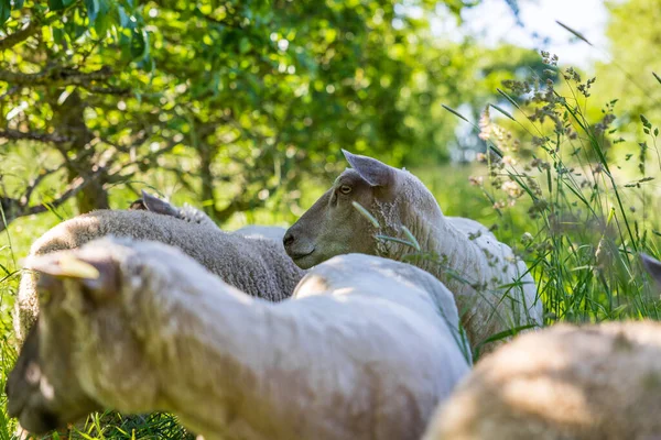 Овцы Поле Высокой Травы Яблони Нормандской Клетке — стоковое фото