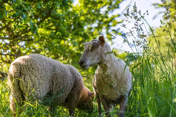 Schafe Auf Einem Feld Mit Hohem Gras Und Apfelbäumen Normannischen — Stockfoto