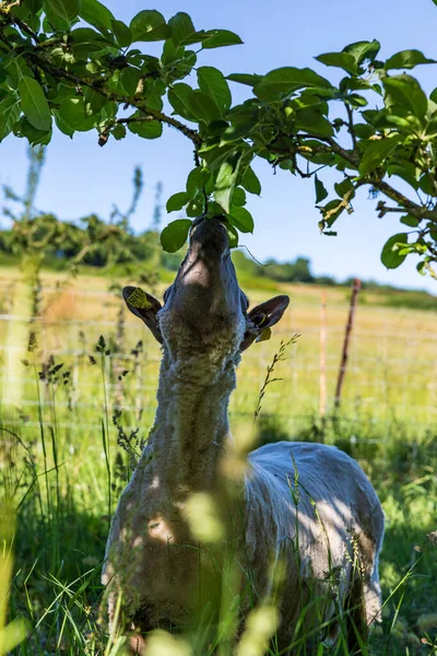 Norman Kafesinde Uzun Otların Elma Ağaçlarının Olduğu Bir Tarlada Koyun — Stok fotoğraf