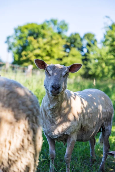 Moutons Dans Champ Herbes Hautes Pommiers Dans Bocage Normand — Photo