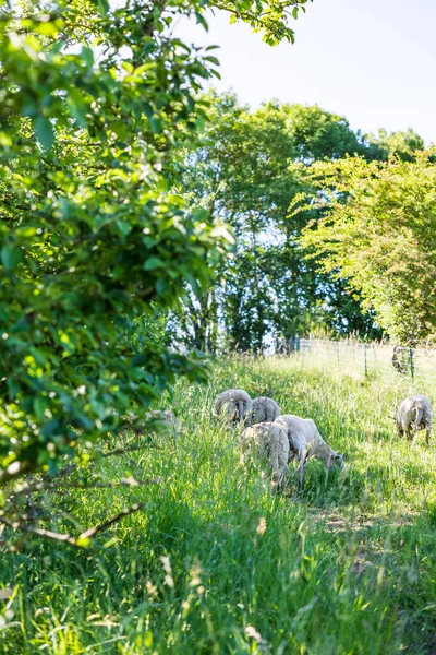Sheep Field Tall Grass Apple Trees Norman Bocage — Stock Photo, Image