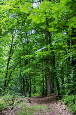 Andaine Ormanı Bulutlu bir günde ilkbaharda