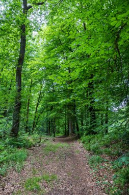 Andaine Ormanı Bulutlu bir günde ilkbaharda