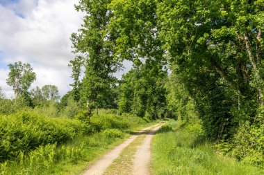 İlkbaharda Briouze 'daki Grand Haze Bataklığı' nda yürüyüş yaparken.