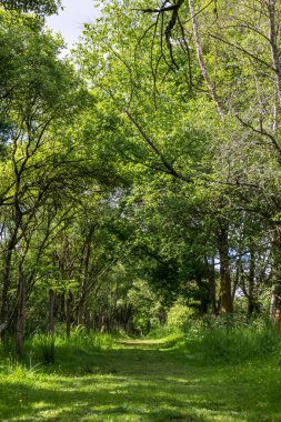 İlkbaharda Briouze 'daki Grand Haze Bataklığı' nda yürüyüş yaparken.