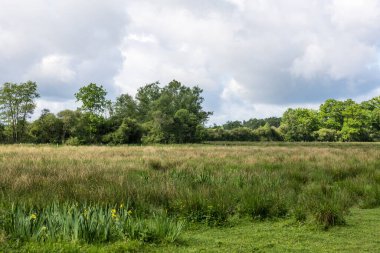 Güneşli bir bahar gününde Briouze 'deki Grand Haze Bataklığı' nın doğal manzarası