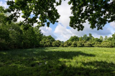 Güneşli bir bahar gününde Briouze 'deki Grand Haze Bataklığı' nın doğal manzarası
