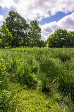 Güneşli bir bahar gününde Briouze 'deki Grand Haze Bataklığı' nın doğal manzarası