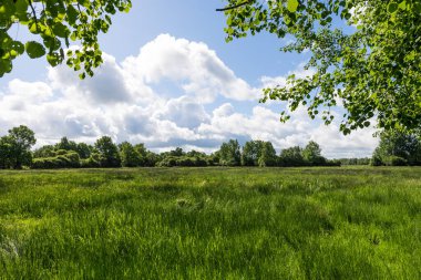 Güneşli bir bahar gününde Briouze 'deki Grand Haze Bataklığı' nın doğal manzarası