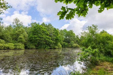 Güneşli bir bahar gününde Briouze 'deki Grand Haze Bataklığı' nın doğal manzarası