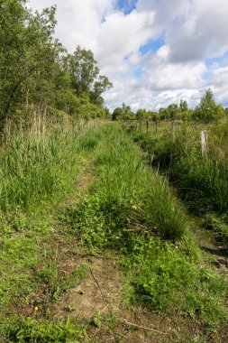 Güneşli bir bahar gününde Briouze 'deki Grand Haze Bataklığı' nın doğal manzarası