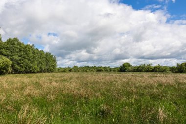 Güneşli bir bahar gününde Briouze 'deki Grand Haze Bataklığı' nın doğal manzarası