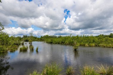 Güneşli bir bahar gününde Briouze 'deki Grand Haze Bataklığı' nın doğal manzarası