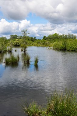 Güneşli bir bahar gününde Briouze 'deki Grand Haze Bataklığı' nın doğal manzarası