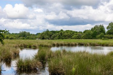 Güneşli bir bahar gününde Briouze 'deki Grand Haze Bataklığı' nın doğal manzarası