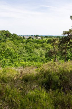 Andaine Ormanı ve Villiers Vadisi 'nin kıyısında Normandiya sığır kafesi