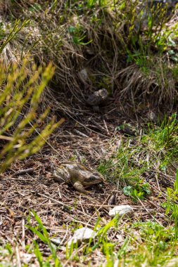 Valgaudemar Vadisi 'ndeki Lauzon Gölü yakınında bir kurbağa.