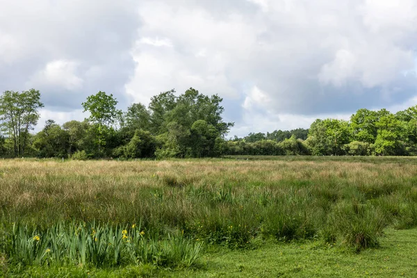 stock image Natural landscape of the Grand Haze Marsh in Briouze on a sunny spring day