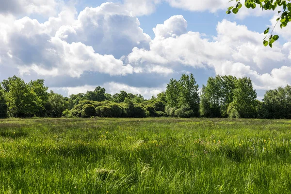 stock image Natural landscape of the Grand Haze Marsh in Briouze on a sunny spring day