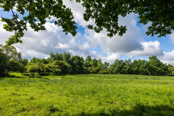 Stock image Natural landscape of the Grand Haze Marsh in Briouze on a sunny spring day