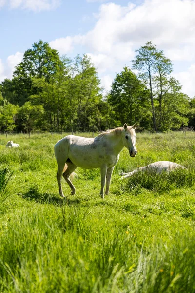 White horses in the pastures of the Grand Haze Marsh in Briouze