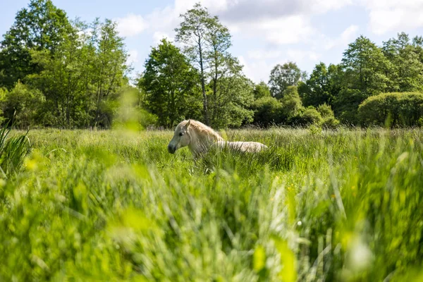 Chevaux Blancs Dans Les Pâturages Grand Haze Marsh Briouze — Photo