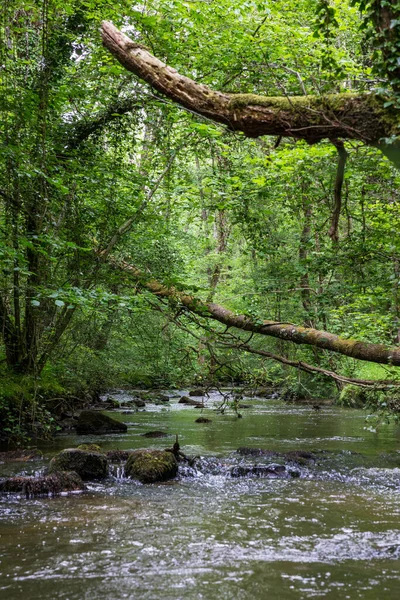 stock image River at the bottom of the Gorges de Villiers in spring