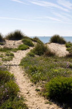 Baharda Montpellier yakınlarındaki Carnon 'daki Petit Travers plajının kumulları.