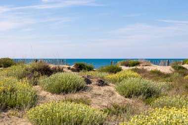 Baharda Montpellier yakınlarındaki Carnon 'daki Petit Travers plajının kumulları.
