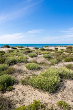 Baharda Montpellier yakınlarındaki Carnon 'daki Petit Travers plajının kumulları.
