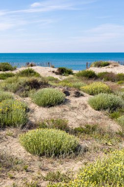 Baharda Montpellier yakınlarındaki Carnon 'daki Petit Travers plajının kumulları.