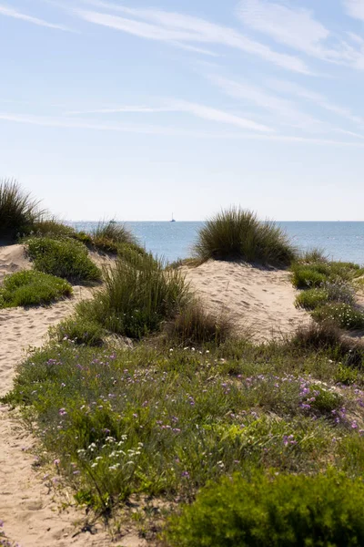 stock image Dunes of the Petit Travers beach in Carnon, near Montpellier, in spring