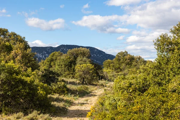 Les Matelles 'deki Bois de Leque' den Pic Saint-Loup Manzarası