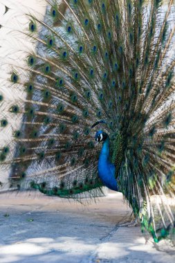 Mavi erkek tavus kuşu etkileyici tüylerini sergiliyor