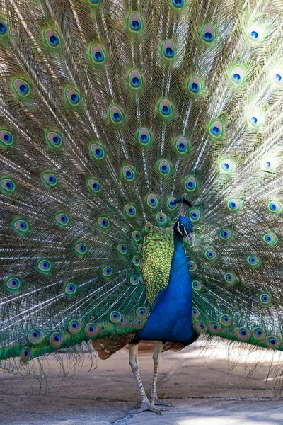 Голубой Павлин Впечатляющим Оперением — стоковое фото